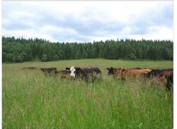 cattle in a hay field growing up to their bellies with evergreen trees growing in background