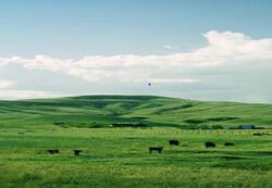 brown cattle grazing on green natural grassland under a wide blue sky