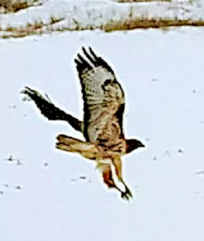 large female hawk with wings fully up and feathered legs fully extended she just took off from fence post on the left