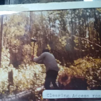 rob in dense forest axe raised cutting out roots from huge double stump with trees just cut on ground and sun shining on tall background trees