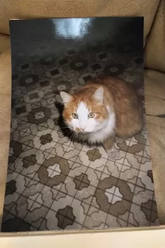 fierce look of red cat white front staring right at me with a defiant look for a small animal TIGER was the Best Mouse Catcher EVER !